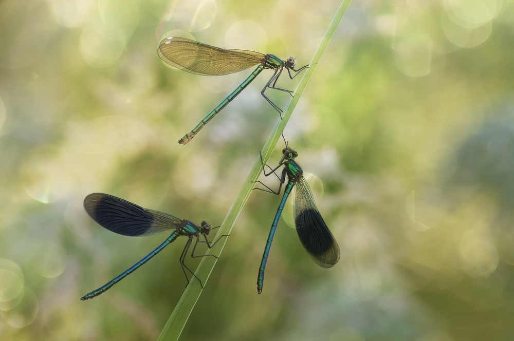 Three of a kind von Anton Van Dongen