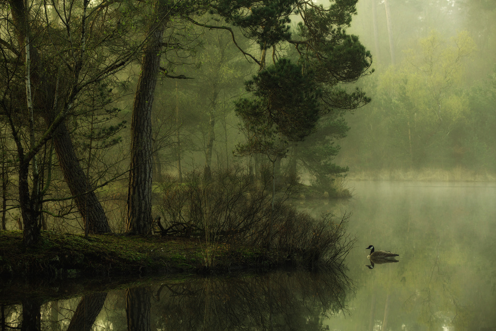 Mood of spring von Anton Van Dongen