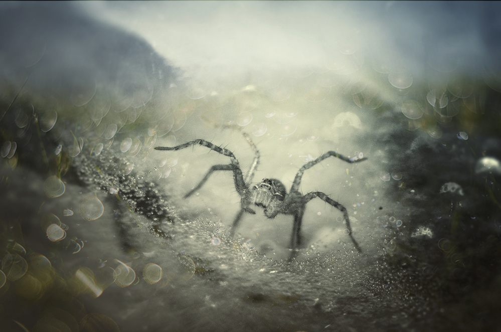 Morning Spider von Anton Wahyudi