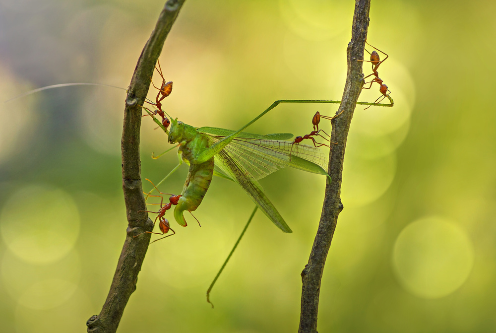 Rebut-ANT von Anton Wahyudi