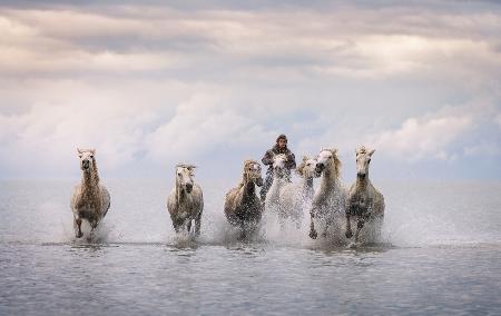 Camargue Horses