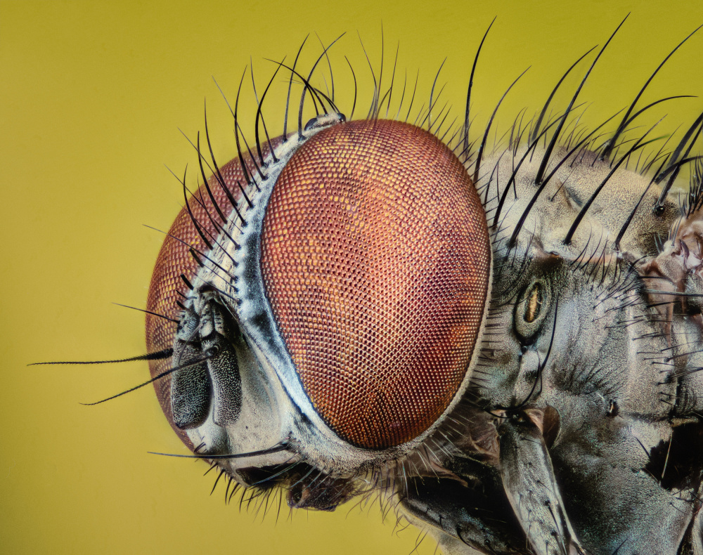 Fly head von Antoni Figueras