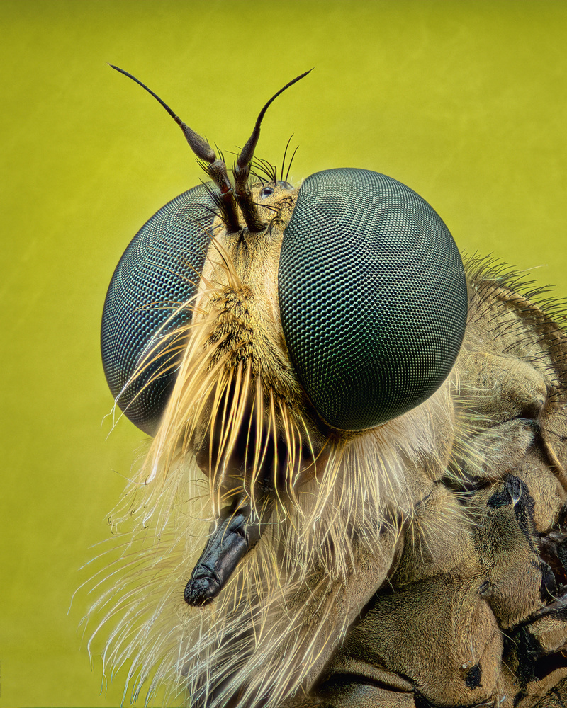 Robberfly von Antoni Figueras