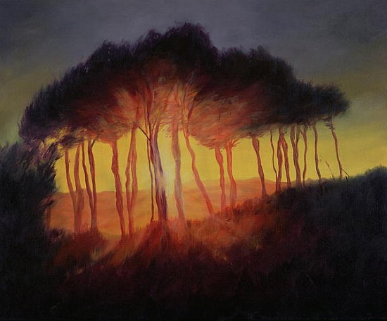 Wild Trees at Sunset, 2002 (oil on canvas)  von Antonia  Myatt