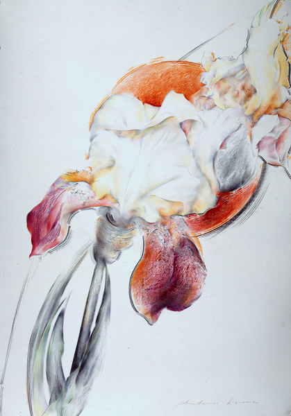 Iris - Composition IV von Antonio  Ciccone