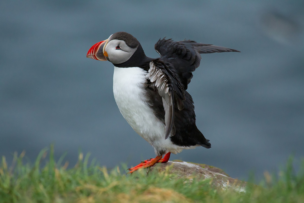 Puffin von Antonio Coppola