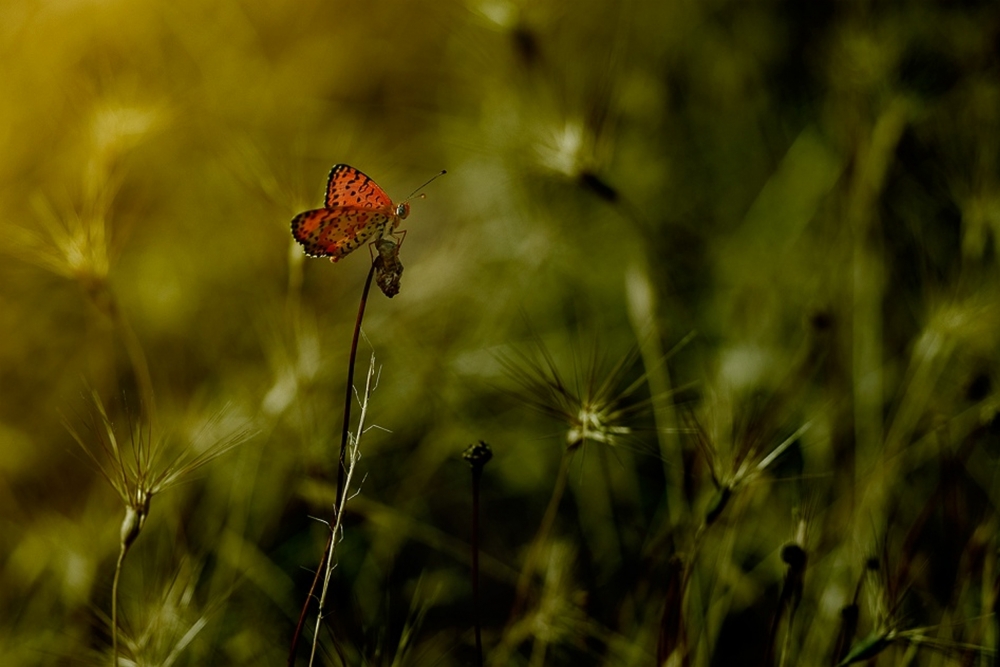 untitledl von Antonio Grambone