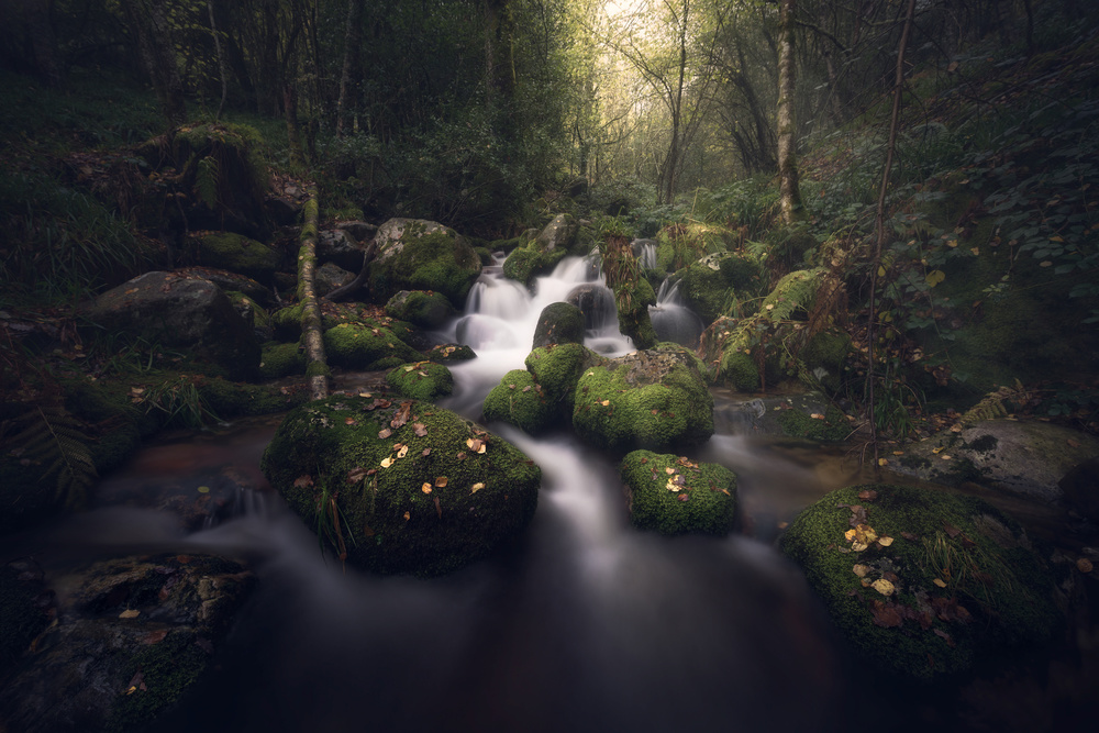 Magical forest von Antonio Prado Pérez