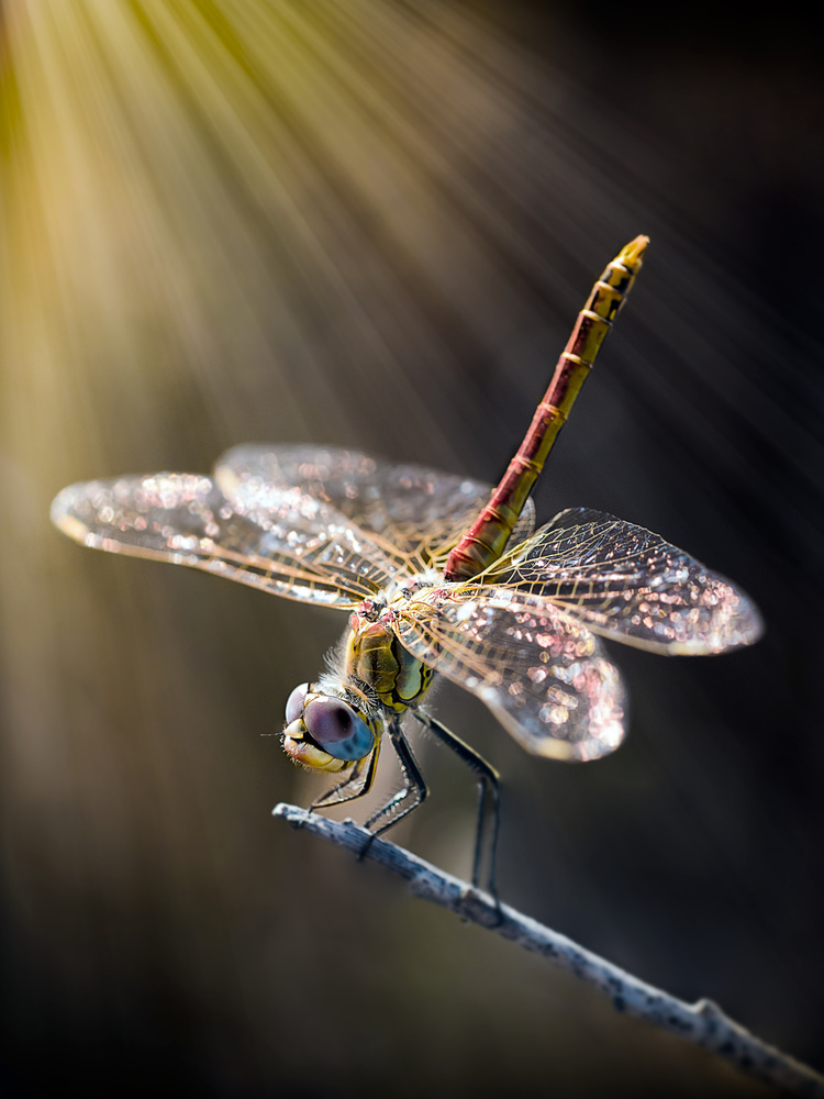 dragonfly 3 von Antonio Zoccarato