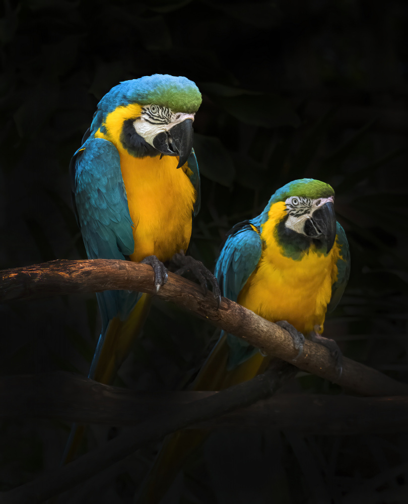 Macaw Parrots von Antonyus Bunjamin (Abe)