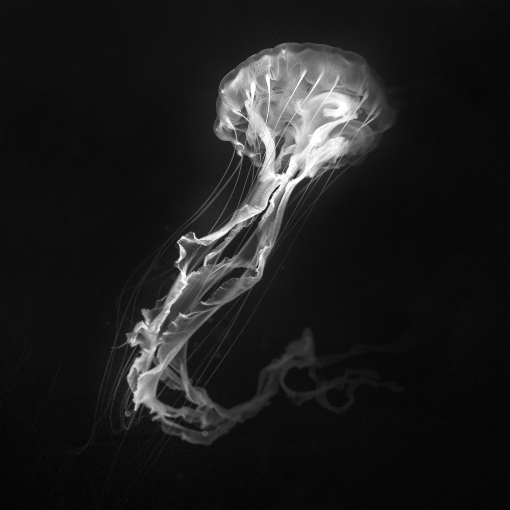 Jelly Fish Dance von Antonyus Bunjamin (Abe)