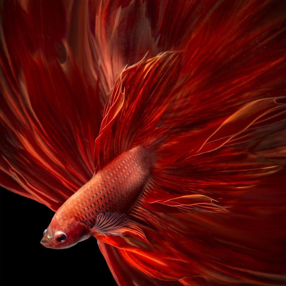 Red Fire Bettafish von Antonyus Bunjamin (Abe)