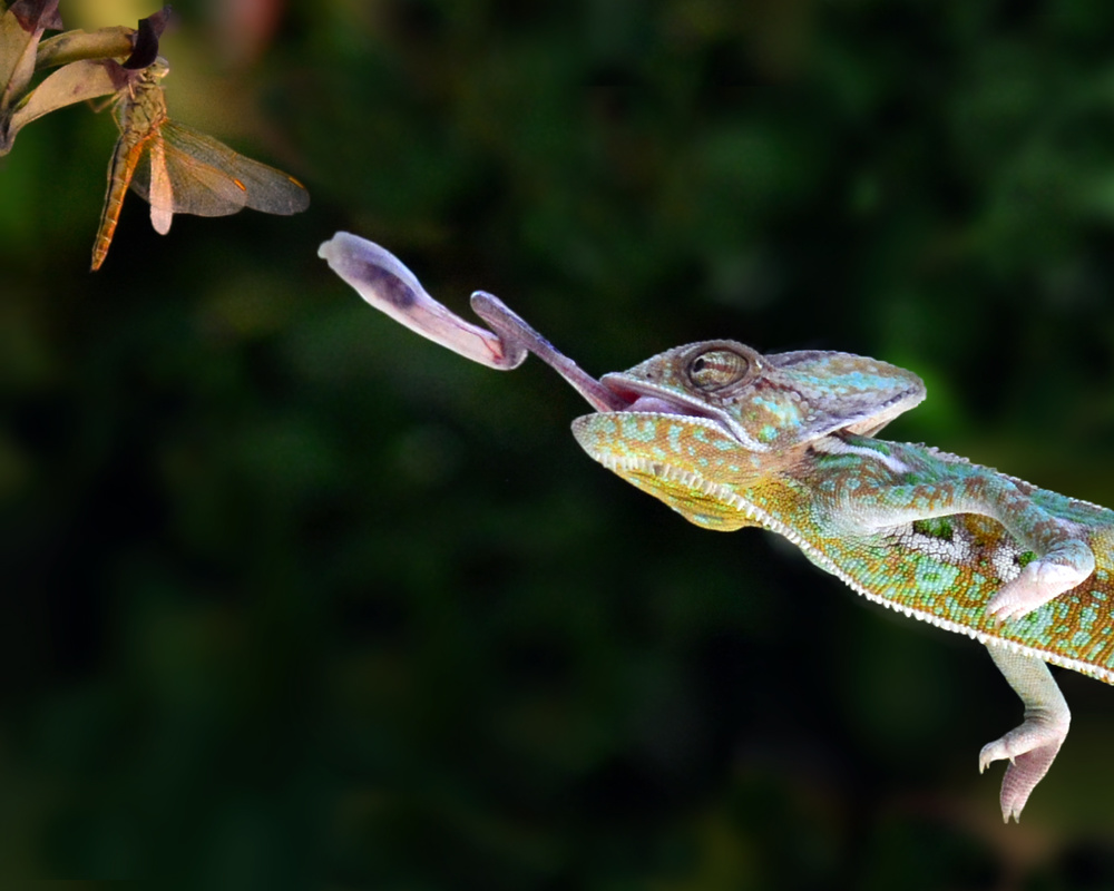 Target Shoot von Antonyus Bunjamin (Abe)