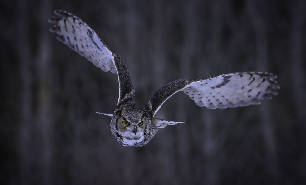 Great Horned Owl von Anura Fernando