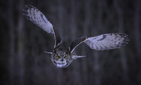 Great Horned Owl