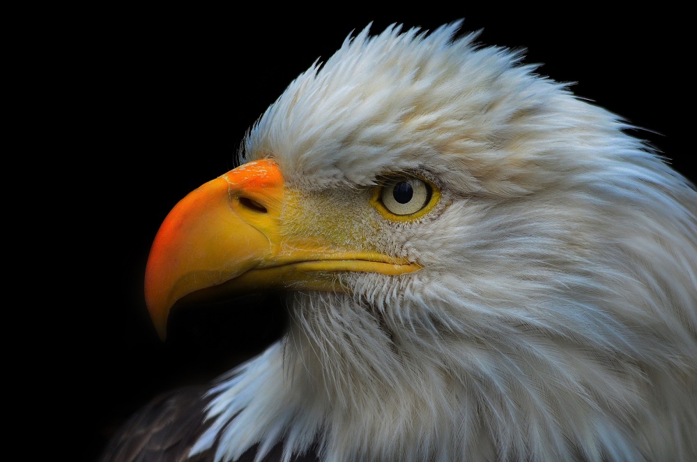 Bald Eagle Portrait von Anura Fernando