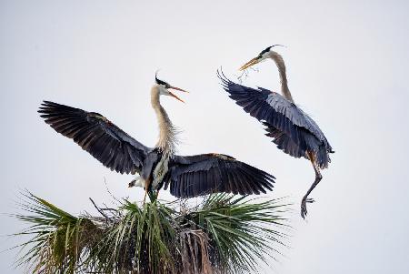 Blue Duet Dance