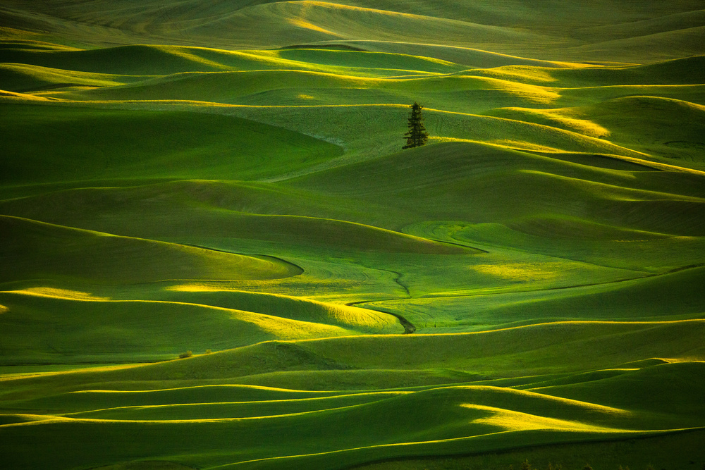 Palouse_5 von April Xie