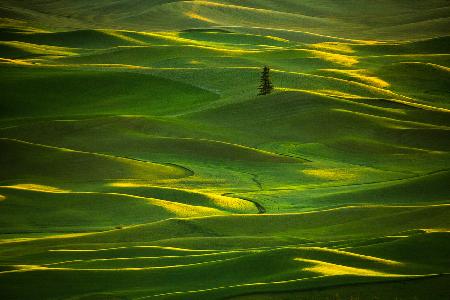 Palouse_5