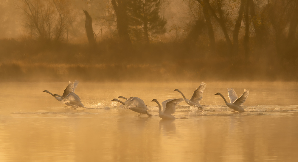 Swan Lake von April Xie