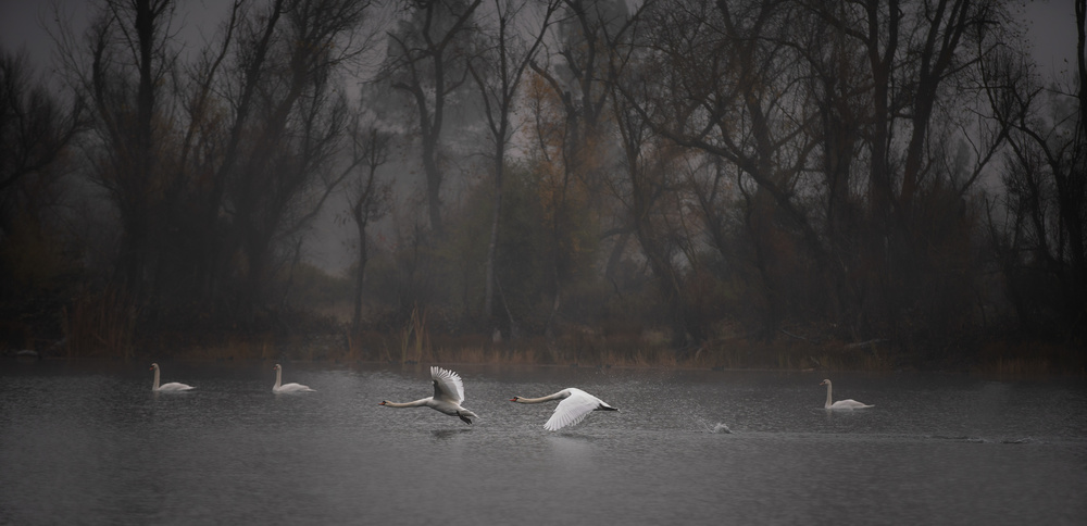 Flying low above the foggy lake von April Xie