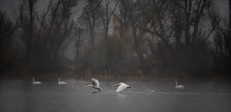 Flying low above the foggy lake