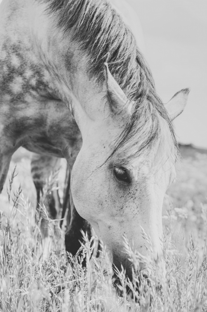 stallion von Arendina de Jong