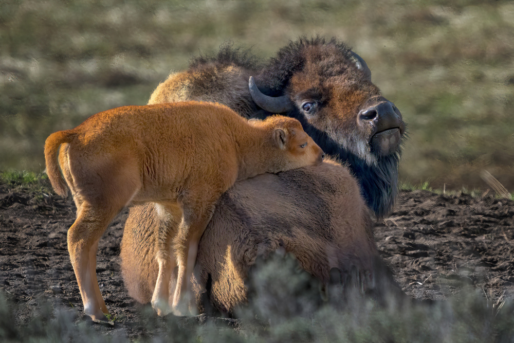 Mother Love von Arie Burla