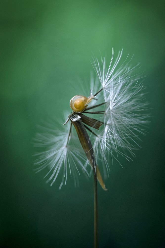 Wish I Can Fly von Arief Putranto