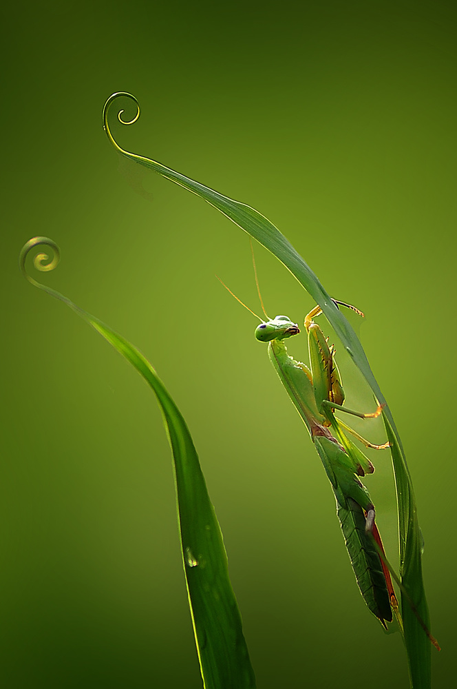 Mantis nongkrong von Arief Setiawan