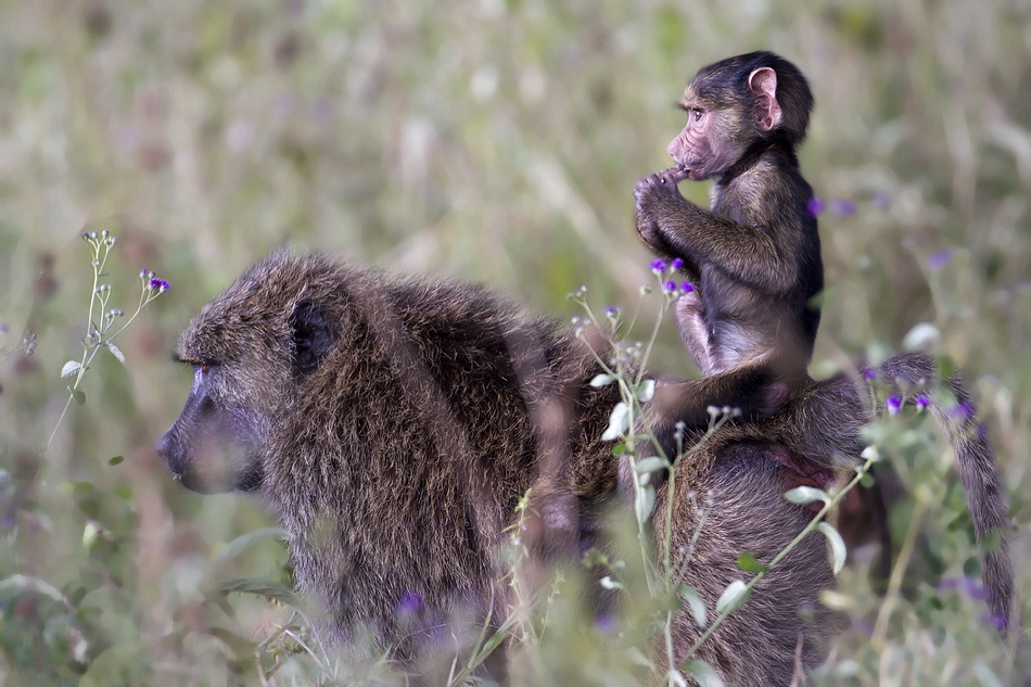 BABY SITTER von Arik Kaneh