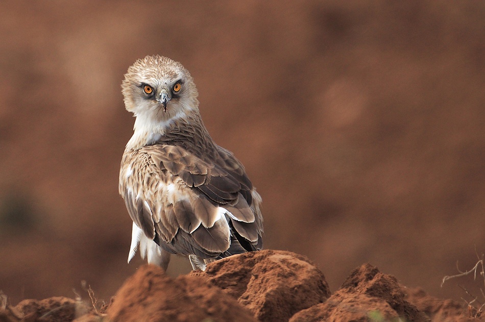 Short-Toed Eagle von Arik Kaneh