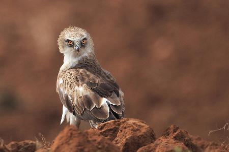 Short-Toed Eagle