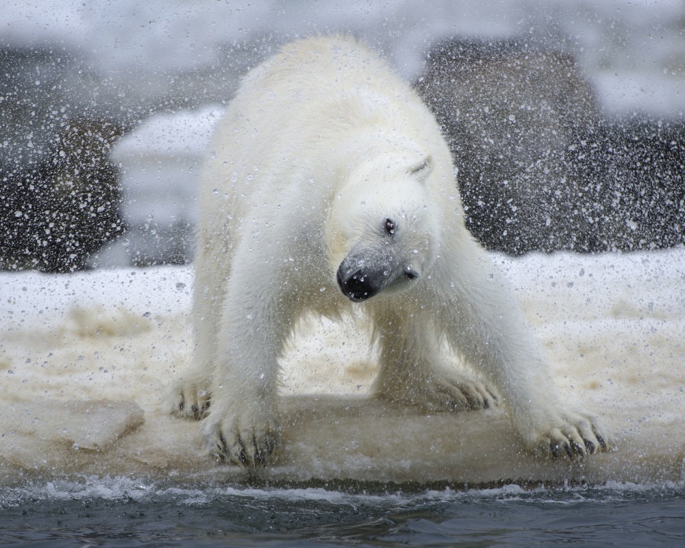 Polar bear von Arne K Mala