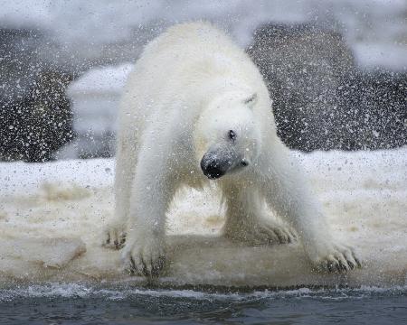 Polar bear