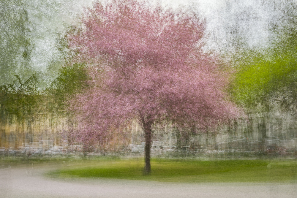 Japanese Cherry Tree in Eskils Park von Arne Östlund