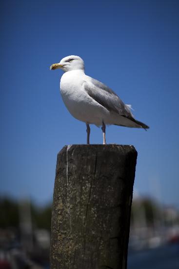 Möwe im Hafen von Arno Burgi