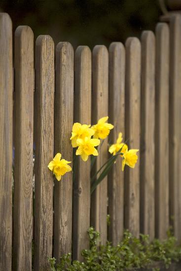 "Neugierige" Osterblumen von Arno Burgi