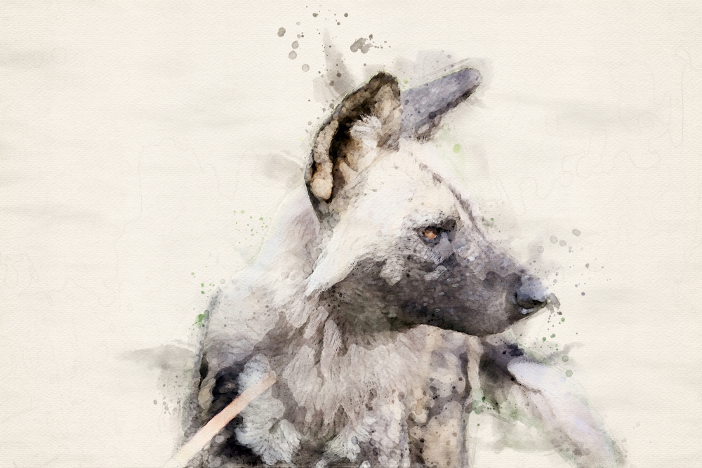 Abstract African Wild Dog Watercolor Art von Arno Du Toit