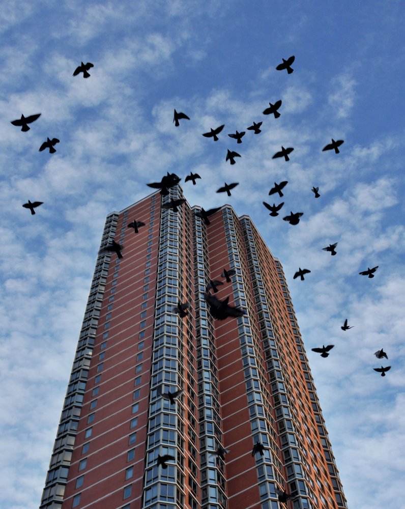 Birds over Manhattan New York von Arnon Orbach