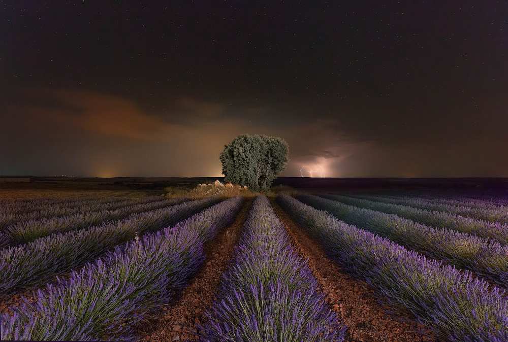 Lavanda & Rayos von Arsenio Gálvez