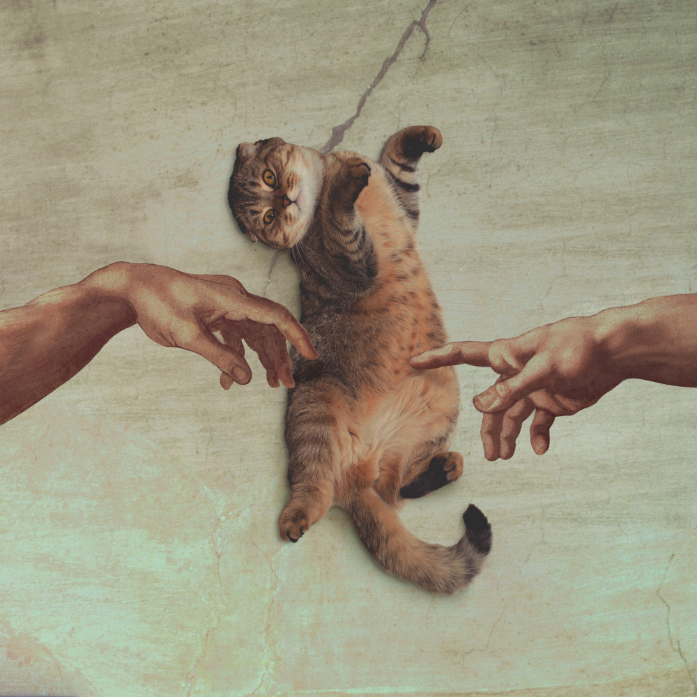 Touch of the Kitty von Artem Pozdniakov