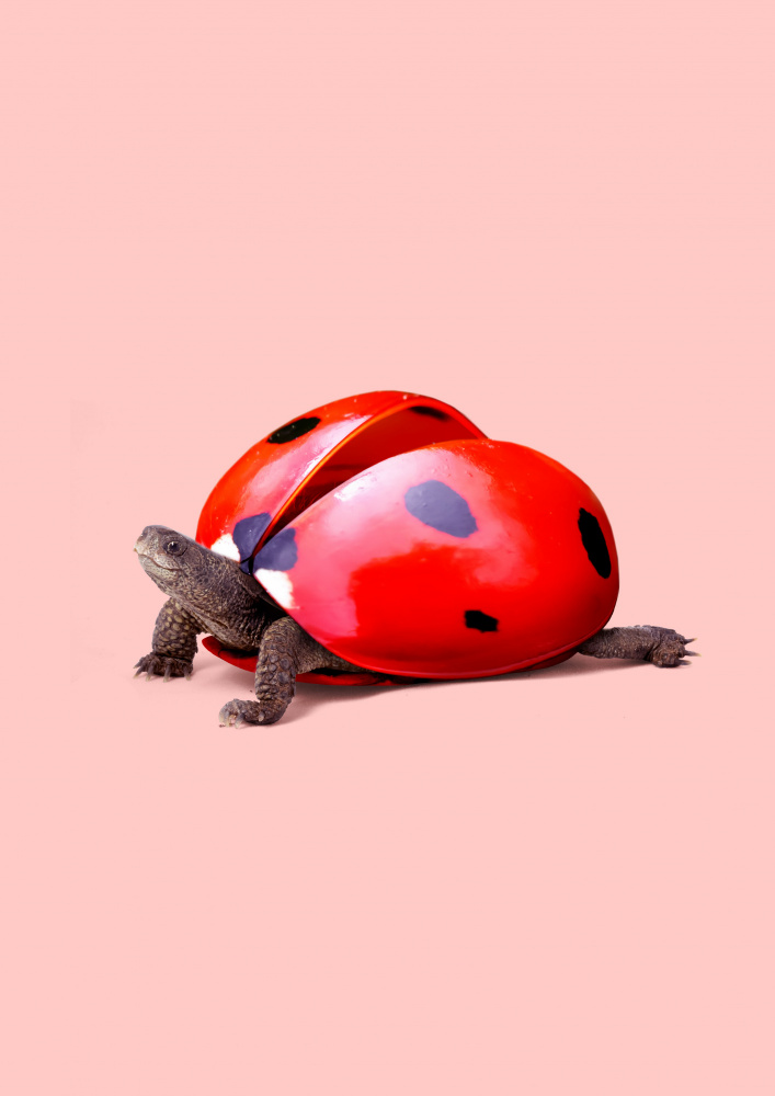 Ladybug Turtle von Artem Pozdniakov