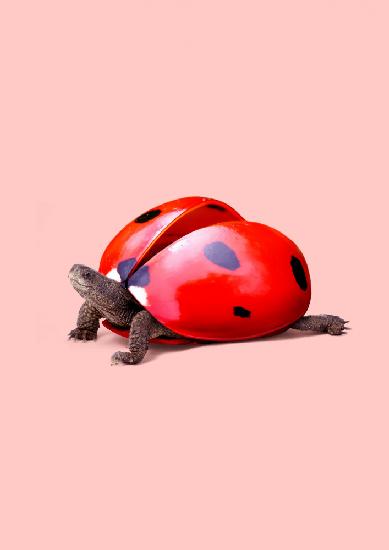 Ladybug Turtle