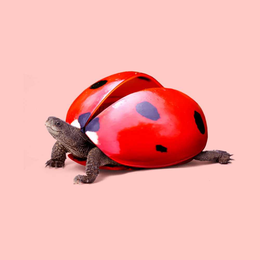 Ladybug Turtle von Artem Pozdniakov