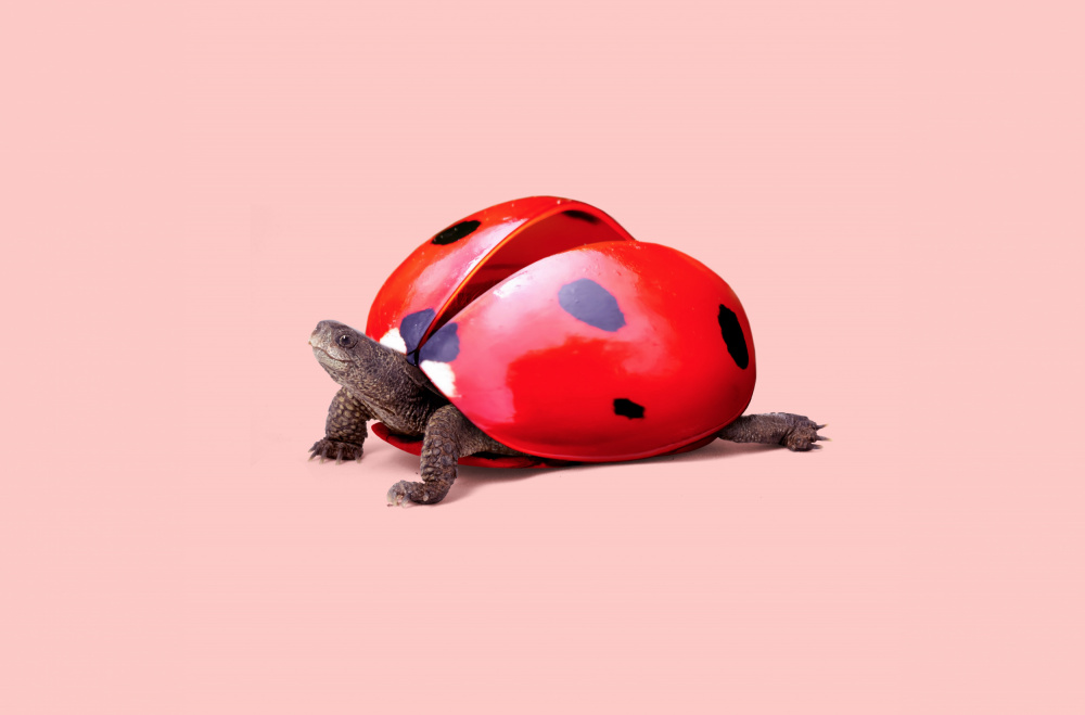 Ladybug Turtle von Artem Pozdniakov