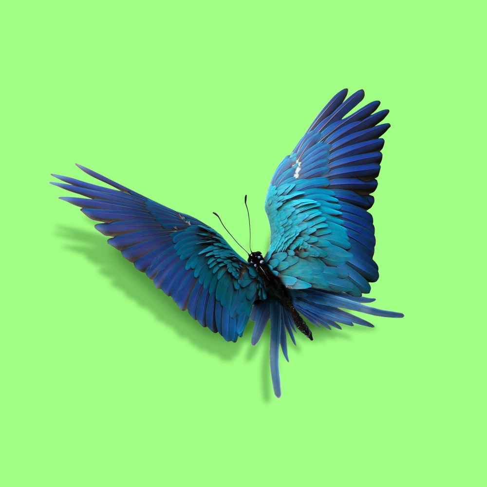 Parrot Butterfly von Artem Pozdniakov