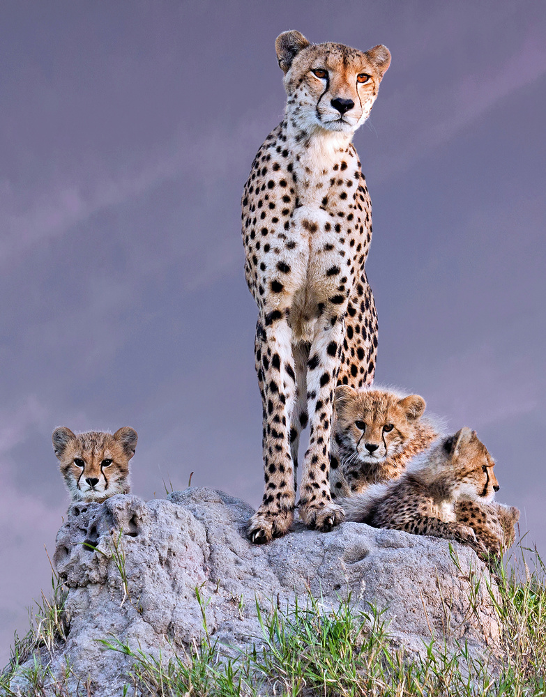 Cheetah with cubs at dawn von ARUN MOHANRAJ