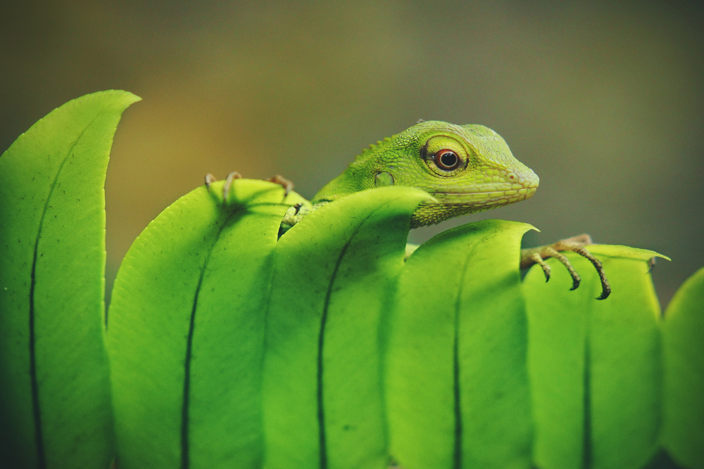 Green von Asep Bowie