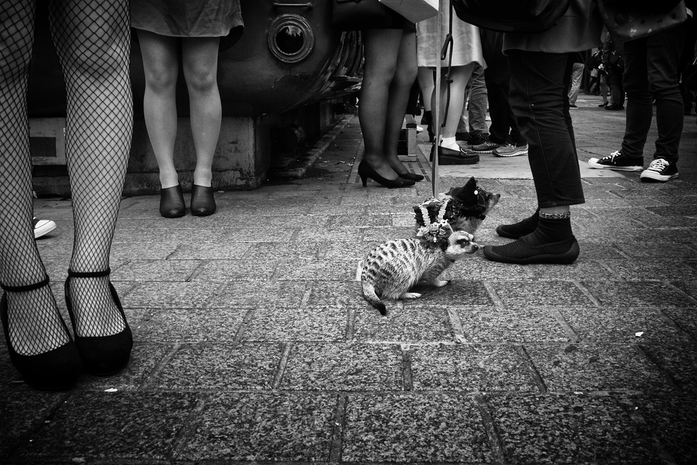 Shibuya Street - TOKYO 2017 von Ash Shinya Kawaoto